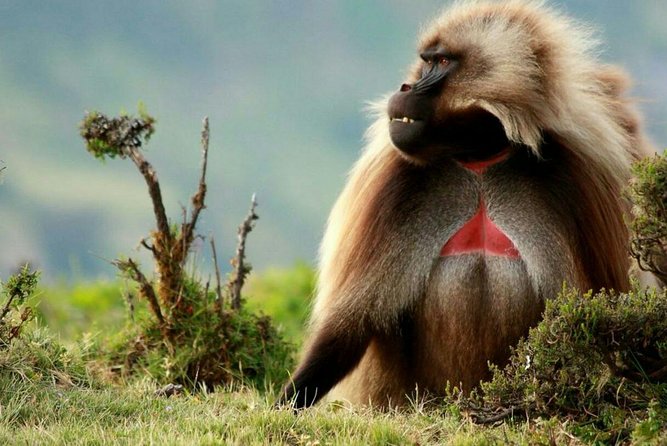 10 Days in Northern Ethiopia Tours - Key things to know before booking