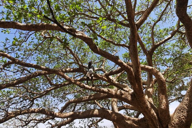 12- Day Historical Route of Ethiopia - Day 1: Addis Ababa and the story of Lucy