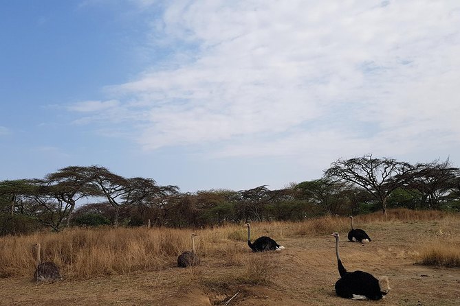 2 Days Ethiopian Rift Valley Lakes Tour from Addis Ababa - What this two-day trip is really about