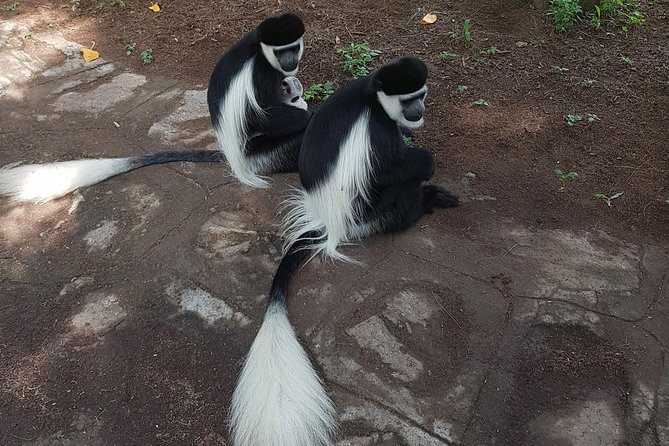 2 Days Ethiopian Rift Valley Lakes Tour from Addis Ababa - Abiyatta Shalla National Park: wildlife with a weather clause