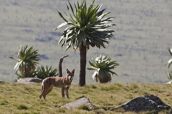 2 Days Simien Mountains Trekking - From Gondar to Debark, then into the park