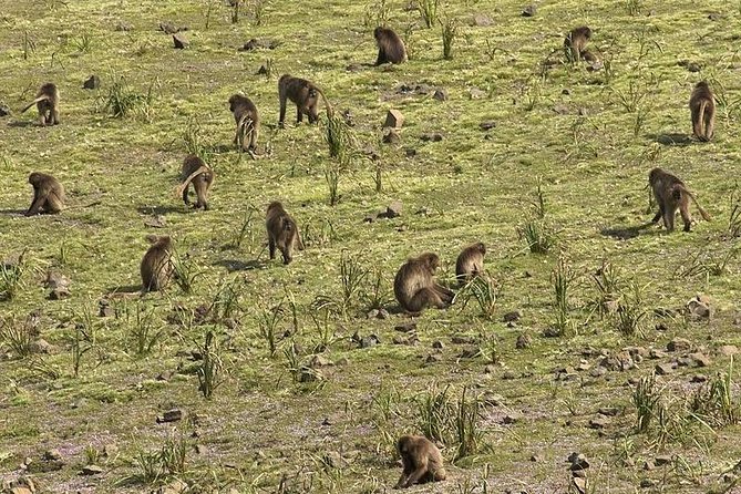 2 Days Simien Mountains Trekking - Who will enjoy this trek most