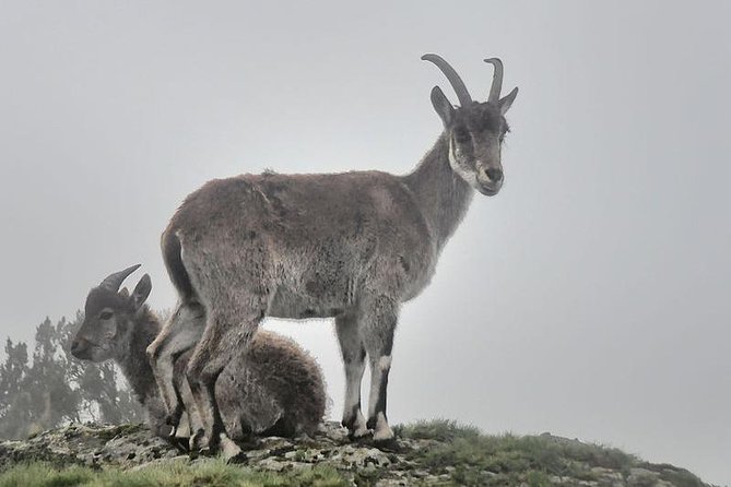 2 Days Simien Mountains Trekking - Booking, cancellation, and simple planning tips