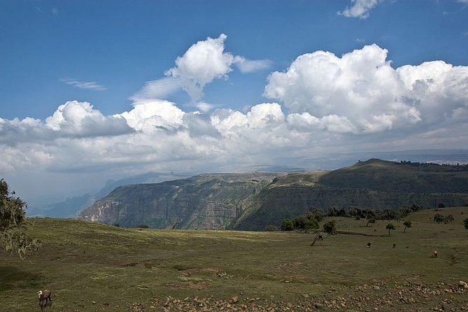 2 Days Simien Mountains Trekking - Day one: an easy escarpment walk with geladas