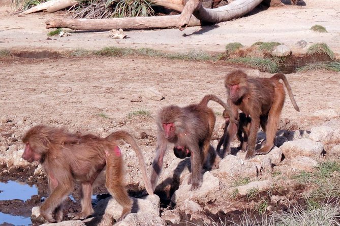 2 Days Wildlife Safari to Awash National Park - Day 1: the road from Addis to Ilala Sala Plain