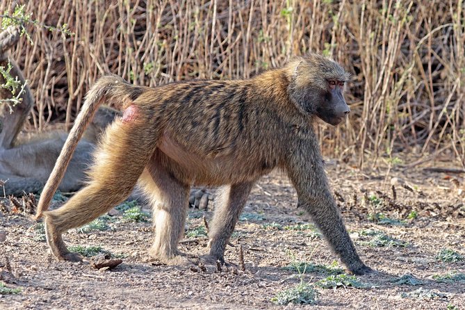 2 Days Wildlife Safari to Awash National Park - Overnight at Genet Hotel