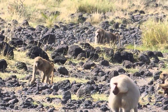 2 Days Wildlife Safari to Awash National Park - Day 2: an early drive when the park wakes up
