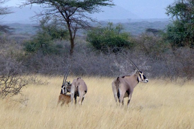 2 Days Wildlife Safari to Awash National Park - Sodere hot springs and the Awash River