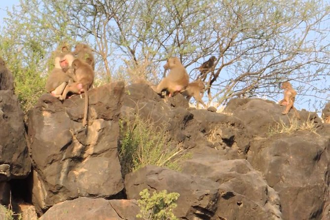 2 Days Wildlife Safari to Awash National Park - The most important issue: confirm Awash is open