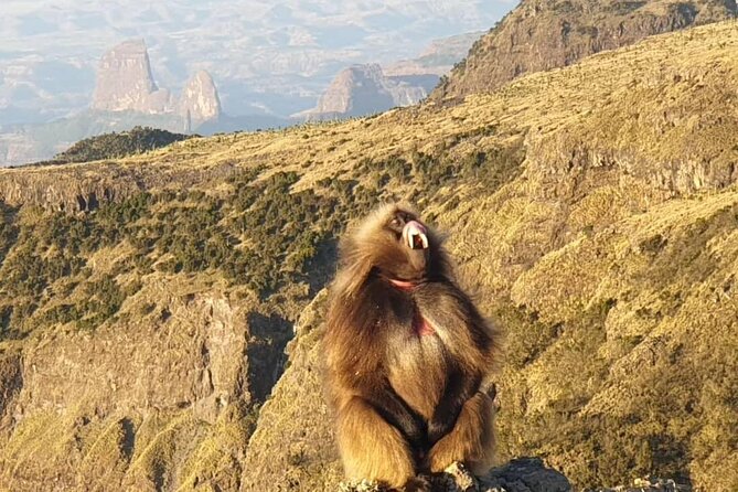 2 Nights 3 Days Trek to Semien Mountain - What makes this Simien trek worth considering
