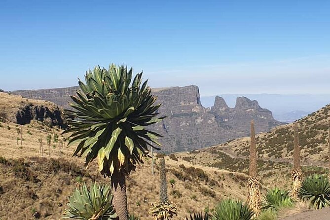 2 Nights 3 Days Trek to Semien Mountain - What the $400 price covers