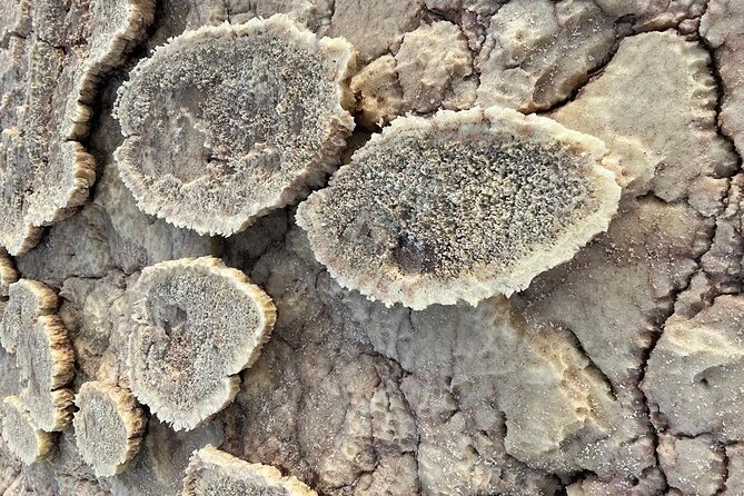 3 Day Danakil Depression Ertale and Dallol Tours - Guides and organization