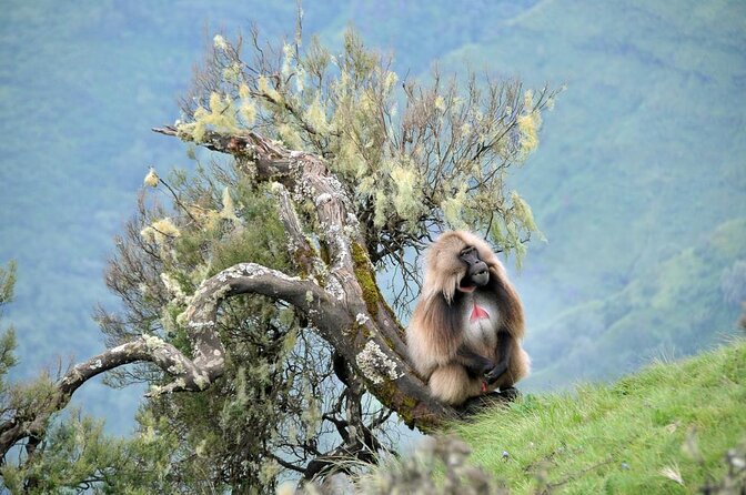 3 Day Simien Mountains Tours - Key points to know before booking