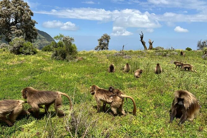 3 Day Simien Mountains Tours - Why the Simien Mountains are worth three days