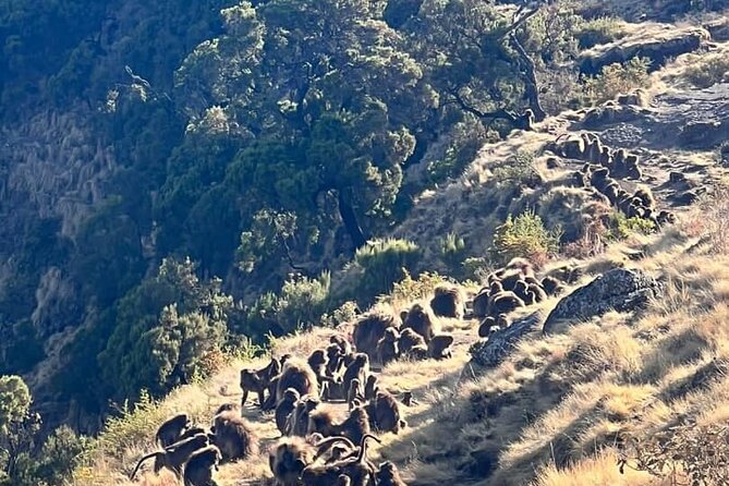 3 Day Simien Mountains Tours - Sankaber to Gich and the Jinbar Falls viewpoint
