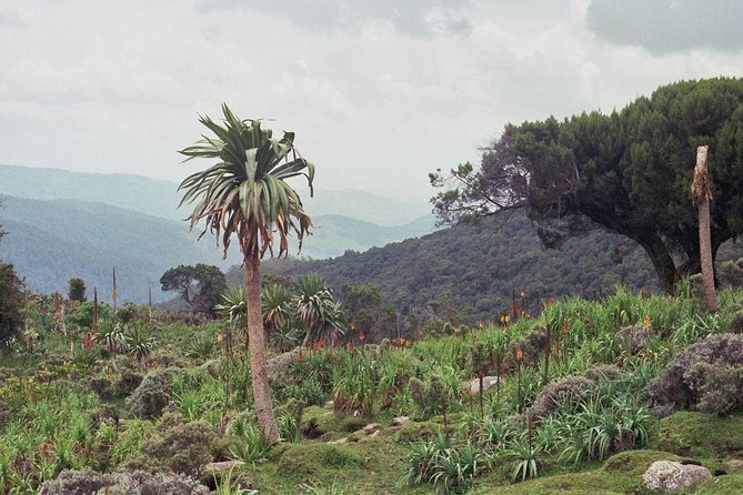 3 Days Bale Mountains Trekking - Why Bale Mountains Deserve the Trip