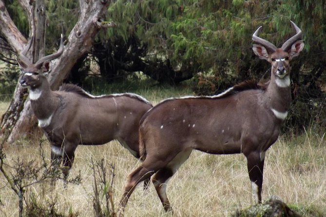 3 Days Bale Mountains Trekking - Addis Ababa to Bale Mountains by Air