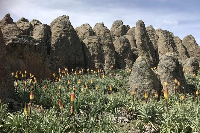 3 Days Bale Mountains Trekking - A Short Final Hike Before Addis Ababa