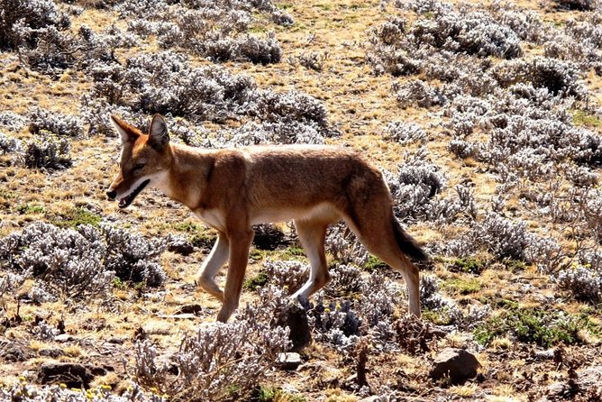 3 Days Bale Mountains Trekking - What the Price Covers at $410.26
