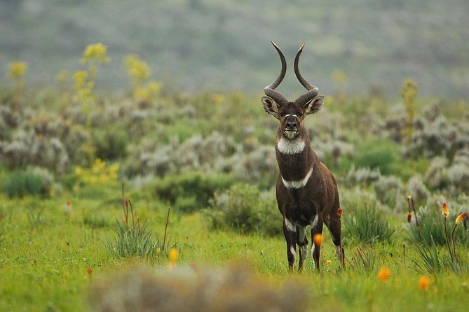 3 Days Bale Mountains Trekking - Who Will Enjoy This Trip Most
