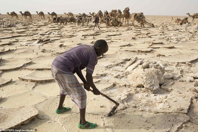 3 Days Danakil Depression Tours Via Semera - Communication and organization