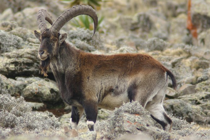 3 Days Simien Mountains Trekking - What camping is really like at 3,250 to 3,600 meters
