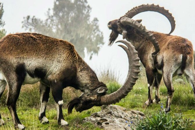 3 Days Trekking Simien Mountains Tours - Sankabar to Geech via Jinbar Waterfall