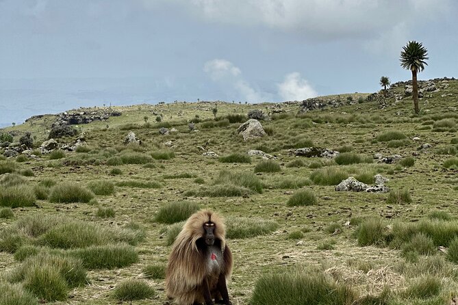 5-Day Northern Ethiopia Tour : 3D Simien Mountains Trek & Axum. - Why this Axum and Simien combination works