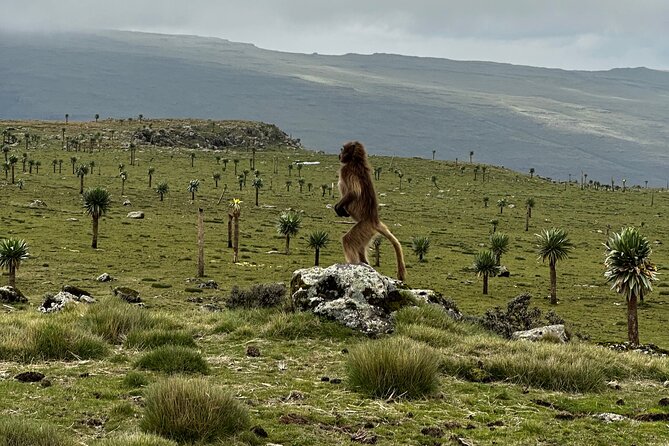 5-Day Northern Ethiopia Tour : 3D Simien Mountains Trek & Axum. - Day 4: Sankaber to Geech by river valley and waterfall