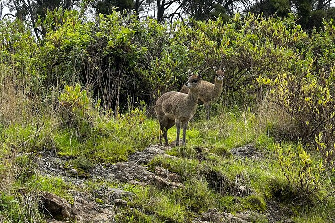 5-Day Northern Ethiopia Tour : 3D Simien Mountains Trek & Axum. - Fitness, altitude, and cold-weather planning