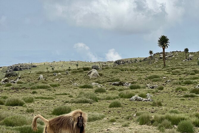 5-Day Northern Ethiopia Tour : 3D Simien Mountains Trek & Axum. - How ARRE’s guiding affects the experience