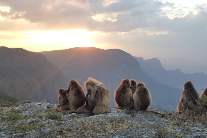 5 days Exploring North Ethiopia's Rich History and Culture - Day 3: Simien Mountains and Gelada Baboons