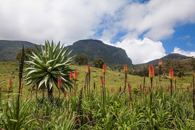6 Days Bale Mountains Trekking - Day 1: Dinsho woodland and the park headquarters