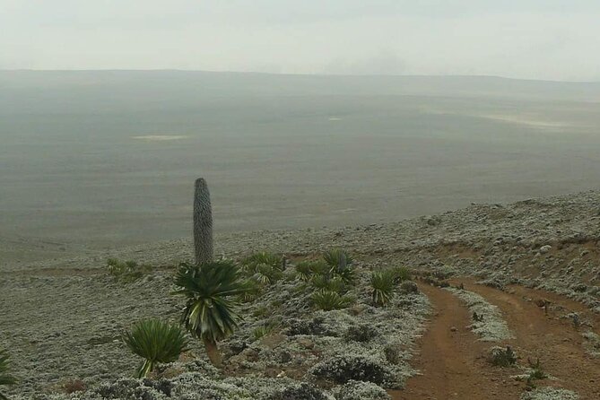 6 Days Bale Mountains Trekking - Day 3: Mararo Valley and the climb toward Wasema
