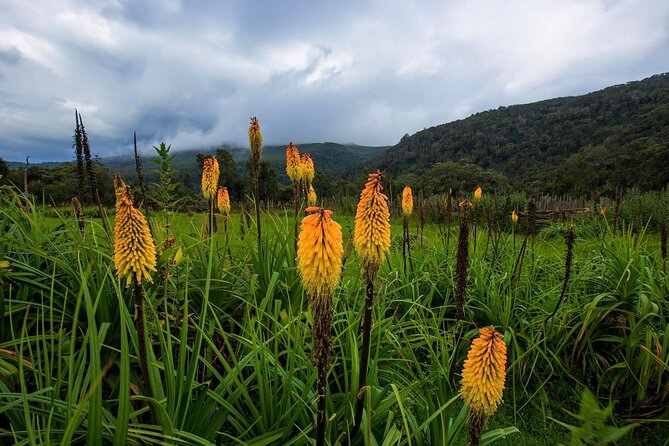 6 Days Bale Mountains Trekking - Day 4: Volcanic ridges and the shape of the high country