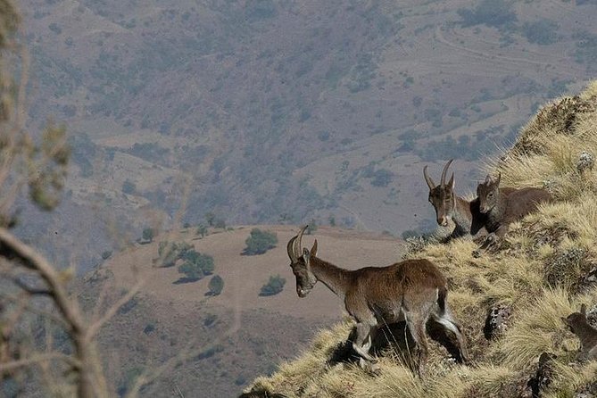 6 Days tour Package (Simien Mountains, Lalibela, and Danakil Depression) - Days 4 and 5: Erta Ale and the hard edge of the Danakil