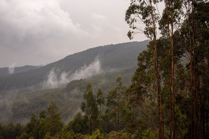 Addis Ababa Authentic Private City Tour - Entoto Natural Park at 2,600 meters