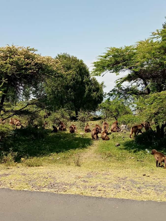 Addis Ababa: Debre Libanos, Blue Nile Gorge, and Cave Tour - Leaving Addis through the Entoto highlands