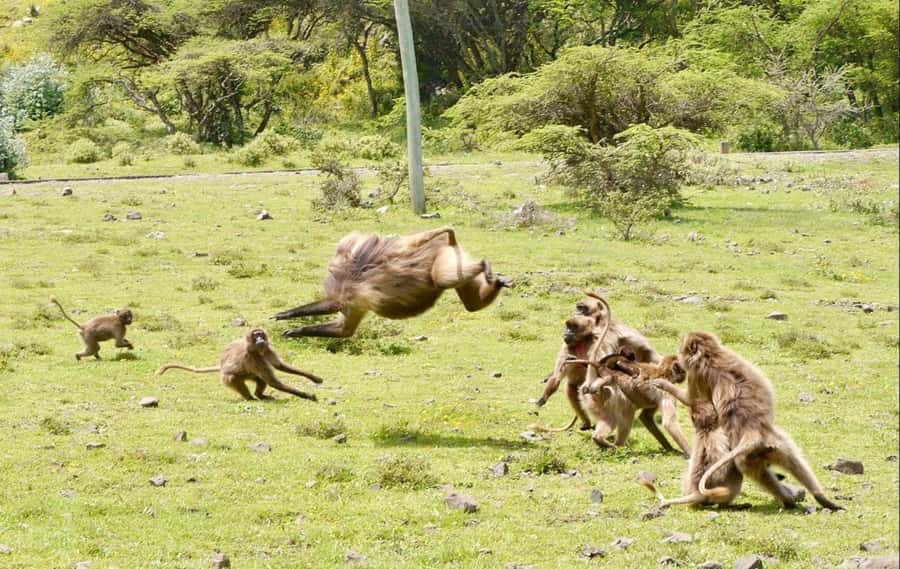 Addis Ababa: Debre Libanos, Blue Nile Gorge, and Cave Tour - Is $94 good value for this day?