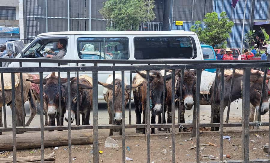 ADDISCOVERY: Addis Ababa Half-day Flexible City Discovery - The Ethnological Museum and Haile Selassie’s former rooms