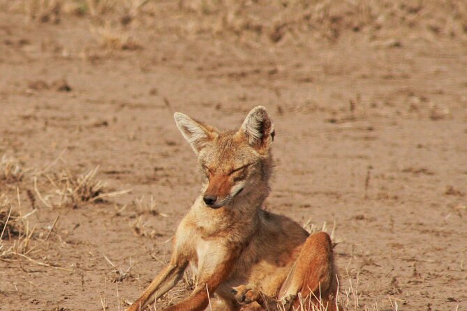 Awash National Park Tours - What the $400 price really covers