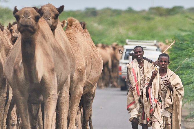 Awash National Park Tours - Who will get the most from this short safari