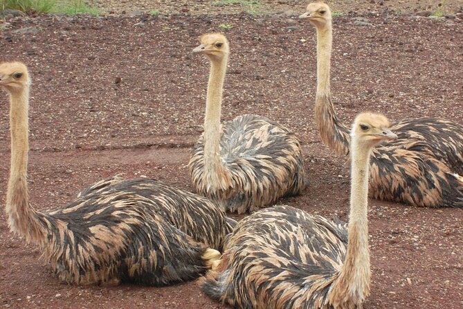 Awash National Park Tours - Booking details that affect your plans