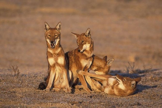 Bale Mountains National Park – 5 Day Tour - What the Bale Mountains experience is really about