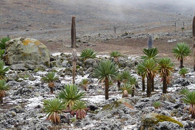 Bale Mountains National Park – 5 Day Tour - Day 2: The 20-kilometer walk from Dinsho to Sodota