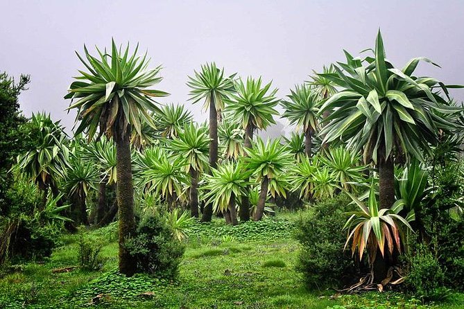 Day trek to Simeien Mountains - Wildlife, birds, and mountain plants