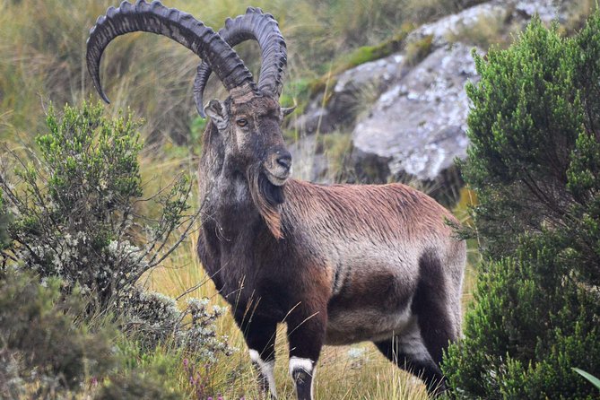 Day trek to Simien Mountain - Who will enjoy this trek most