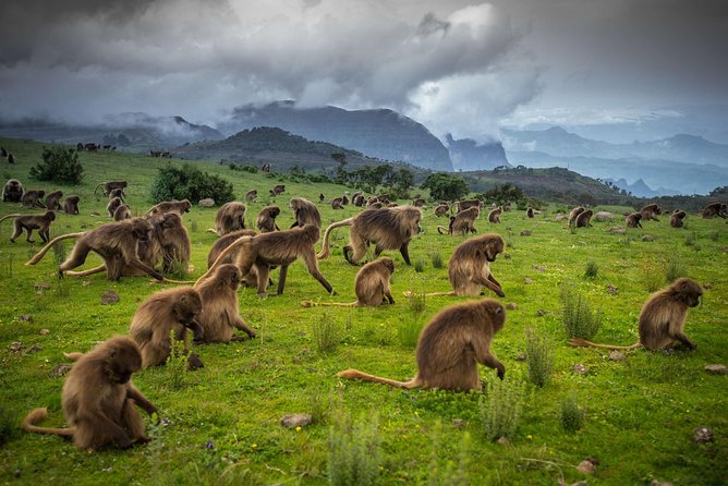 Day trek to Simien Mountain - From Debark gate to Buit Ras