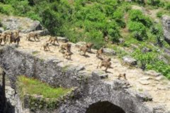 Day Trip Around Addis Ababa - Leaving Addis Ababa through Mount Entoto