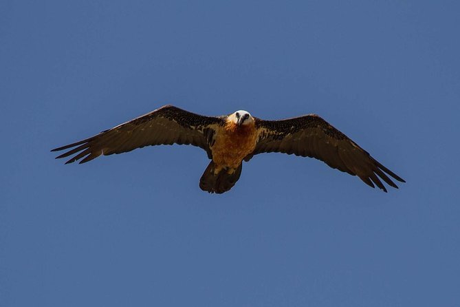 Day Trip From Addis Ababa See Historical Monastery,Stunning Nature,Animals,Birds - Geladas, vultures, and the Blue Nile Gorge